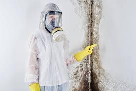 Best Attic Mold Removal  in Navarre, FL